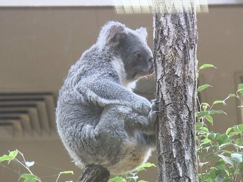 コアラの餌だけで年間6000万円…東山動植物園がふるさと納税型のクラファン開始 返礼品にはレアグッズも