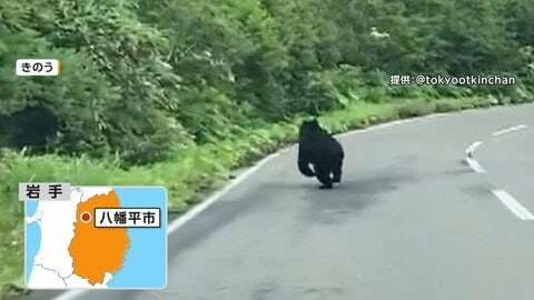 繁殖期迎えた“夏のクマ”　日光「いろは坂」近くに出没　青森ではキャンプ場が夜間開放を当面取りやめ　群馬では釣り中の男性けが