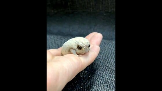 わらび餅みたい きな粉 色の丸いカエルが可愛い なぜこんな色 投稿者に聞いてみた