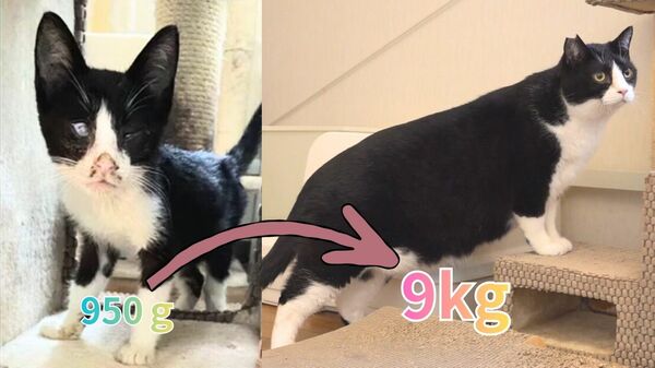 猫飼ってます@断捨離中出品 目はふさがりガリガリ…野良の時はわずか950g⇒9kgの“貫録ネコ”に 保護