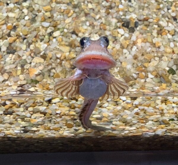 しまねアクアスの密かな推し魚、ヨダレカケ