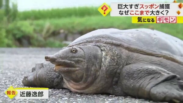 体重6kg超え”巨大スッポンため池で捕獲 専門家「野生ではかなり大型。原因は池の富栄養化か」 佐賀・鳥栖｜FNNプライムオンライン