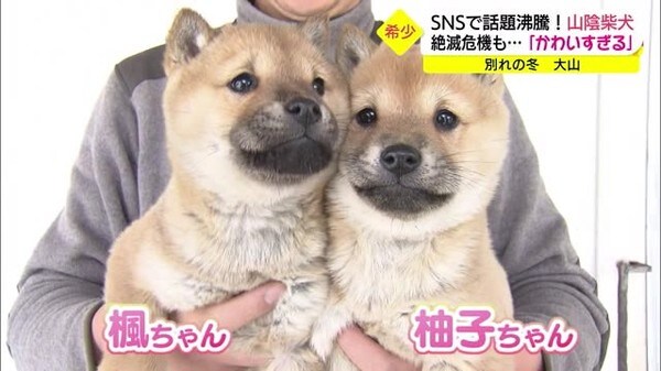 かわいすぎる ｓｎｓで話題の山陰柴犬の子犬姉妹 旅立ちの冬 鳥取県 大山町