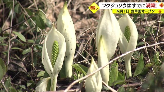 ミズバショウ