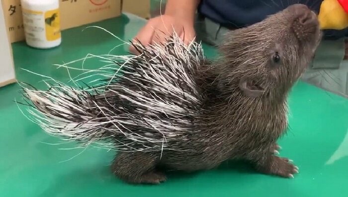 生後約1カ月の赤ちゃんヤマアラシ(提供:東武動物公園)