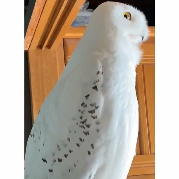 外の様子を伺うために伸びる