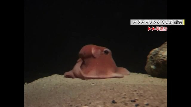 展示は4カ月目に突入 水族館のアイドルとして長生きしてほしい