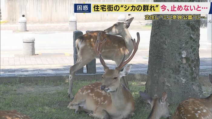 「追い上げ作戦」も奈良公園にすみ付いてくれない…