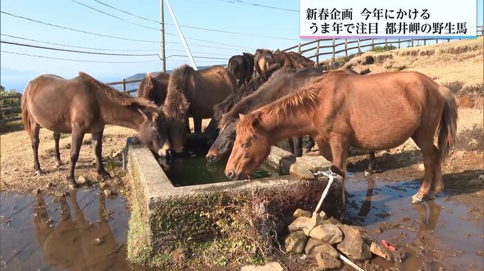地域住民の手で守られてきた都井岬の風景