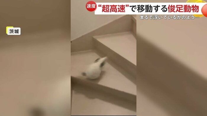 負けない走りを見せるしらこくん(映像提供:@ohagitopapa)
