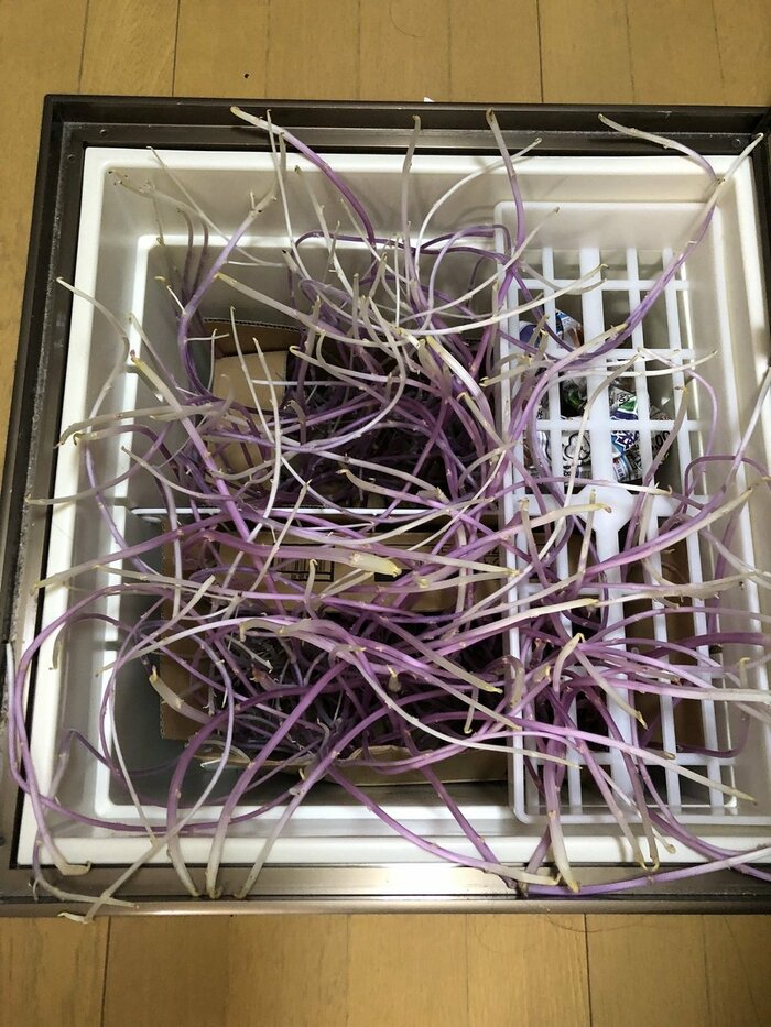 上から撮影した様子(提供:おこめさん)