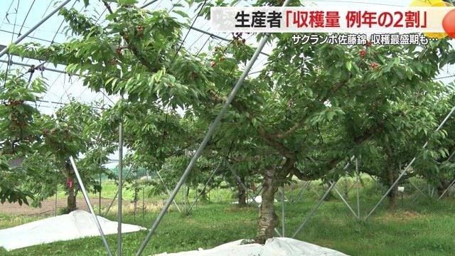 サクランボ畑