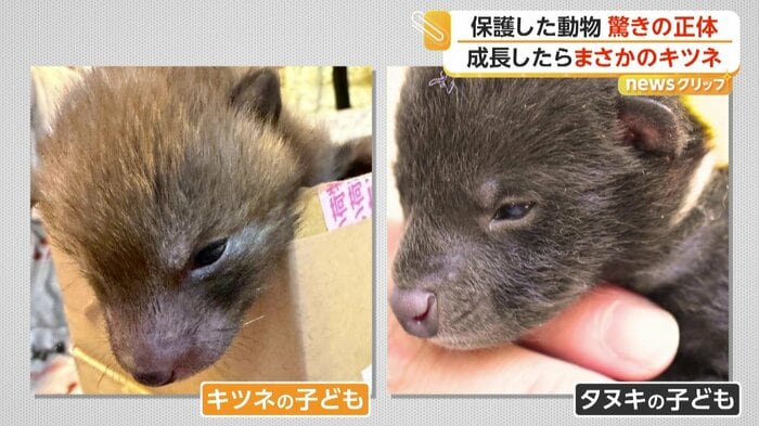キツネの子ども（左）とタヌキの子ども（右）（NPO法人ジャパンワイルドライフセンターXより）