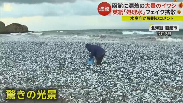 海岸を覆い尽くすイワシやサバの死骸