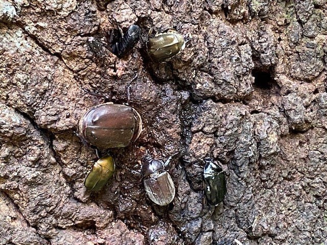 源流域でも市街化は進んでいるが、森は保全されておりカブトムシも生息