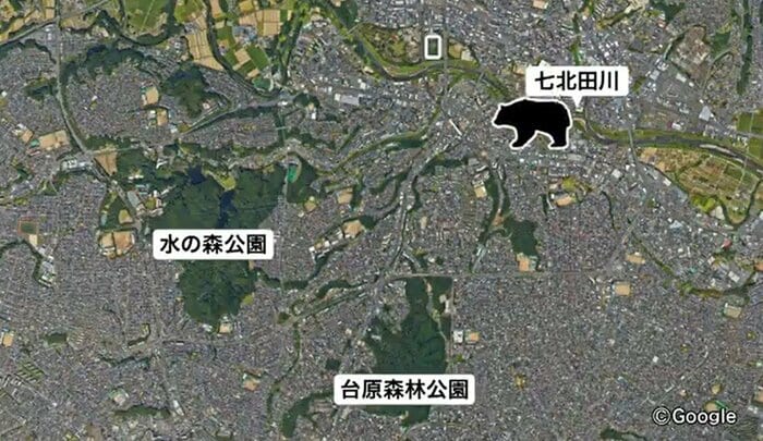 クマは川沿いの藪を伝って移動するという