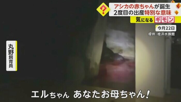6月22日のエルの様子