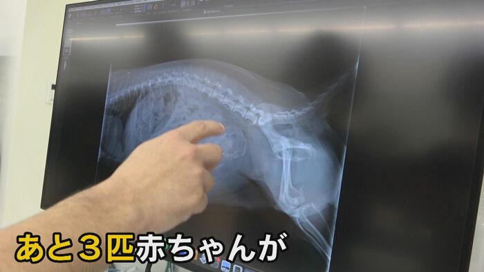 すでに子犬が1匹生まれたが、まだ3匹の赤ちゃんが…