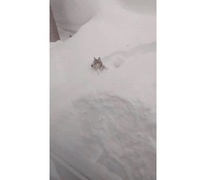雪の中を泳ぐように進んでいく(提供:山さん)