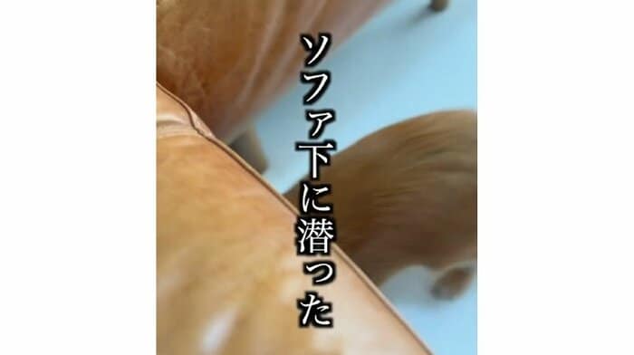 6回目の「お散歩?」の声かけ ソファ下に潜るこたろうくん(提供:@kotarohesoten)