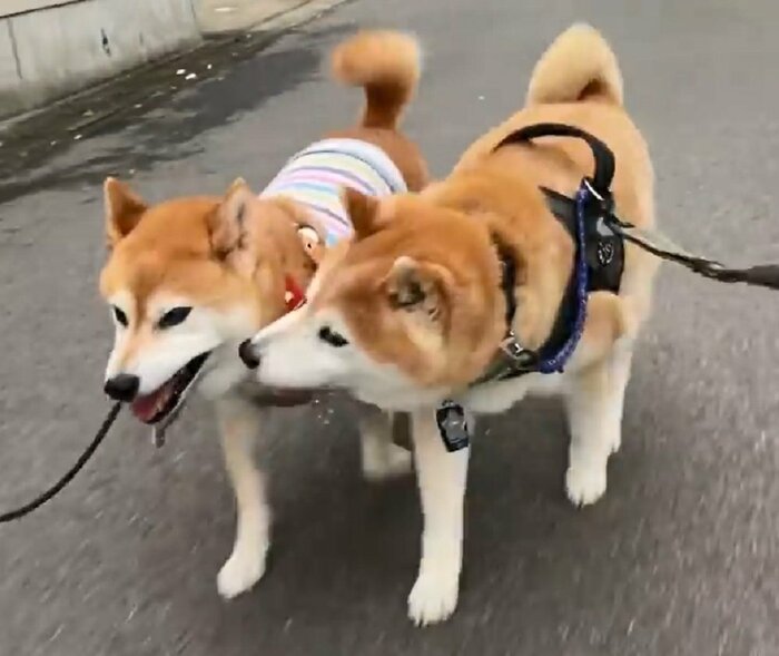 くっついてお散歩