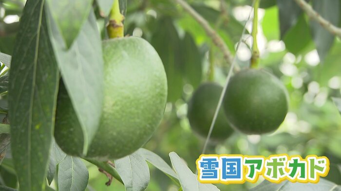 せきね農園の「雪国アボカド」
