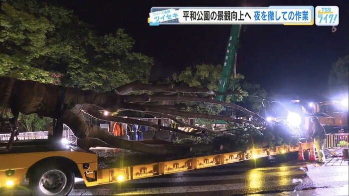 長いトレーラーで公園内を移動するクスノキ