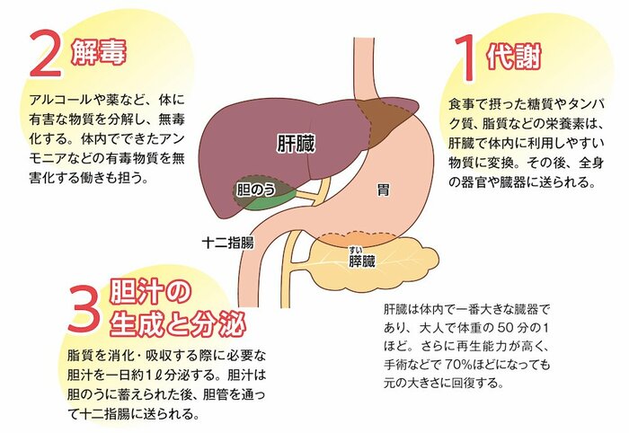 肝臓のおもな働き(『酒飲み医師が教える 体によいお酒の飲み方』より)