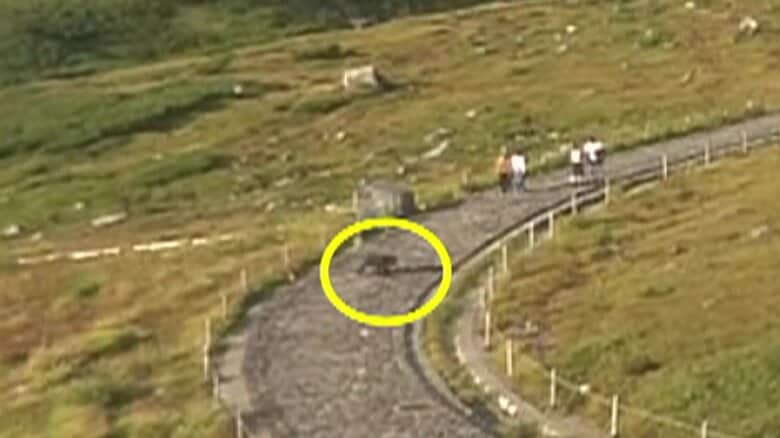 「人間騒いだらダメよ！」足跡くっきり…クマが住宅侵入し住人女性の後ろ通過　観光客の目前で遊歩道横切るクマも　クマが馬乗りで釣り人襲うも腹蹴って撃退｜FNNプライムオンライン