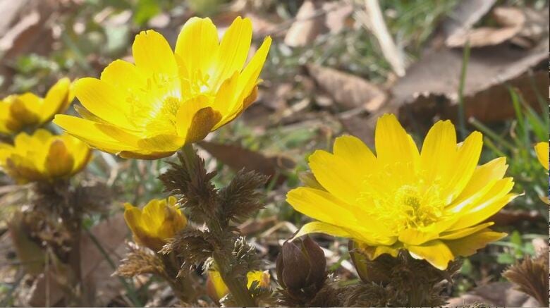 「春が一気に近づいた！」ひだまりで輝くフクジュソウ　50万株の群生地　例年より10日早く開花　まもなく見ごろ　景色に異変も「雪の中から顔を出すフクジュソウは…」｜FNNプライムオンライン