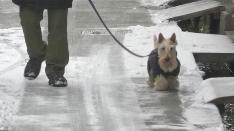 犬も防寒対策は万全…“今季最強寒波”で岐阜の山地を中心に大雪 郡上市長滝では101センチの積雪観測 平年比の約2.4倍｜FNNプライムオンライン