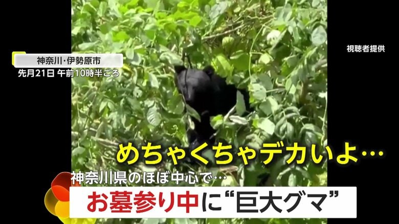 「目が合った」お墓参り中に”巨大熊”に遭遇…15m先で「無中でムシャムシャ」　食料不足が原因か…神奈川のほぼ中心で　伊勢原市「日向霊園」｜FNNプライムオンライン