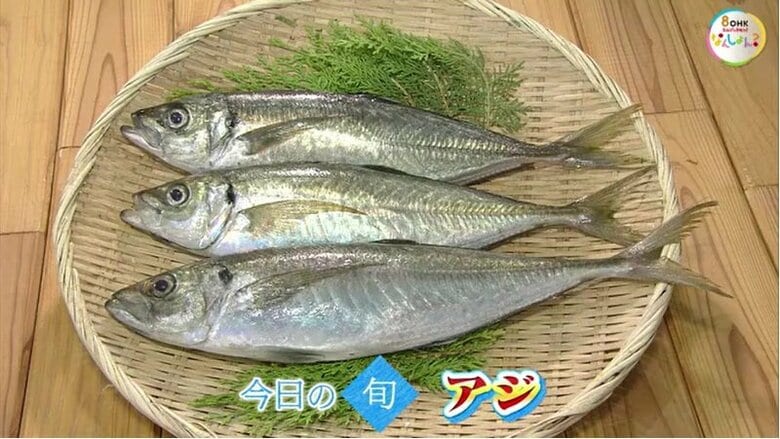 【瀬戸内旬紀行】旬の「アジ」はコリコリ、プリプリで甘い！４０センチの大物を刺身で味わう【岡山・香川】｜FNNプライムオンライン