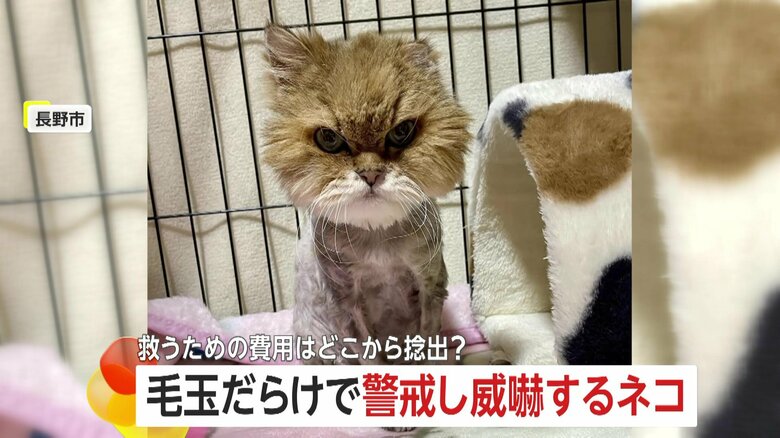 「表情柔らかくなった」毛玉だらけ・糞尿まみれで保護されたネコ…献身的なボランティアの世話で穏やかに　治療費は「ふるさと納税」の寄付金から　長野市｜FNNプライムオンライン