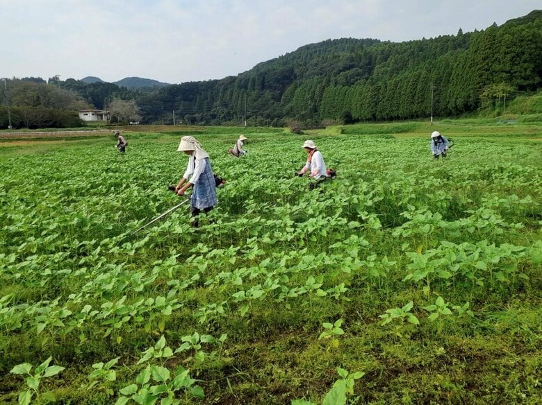 晩秋に咲くヒマワリ　ただいま成長中！　10月下旬には12万本が見頃に　鹿児島・南九州市｜FNNプライムオンライン