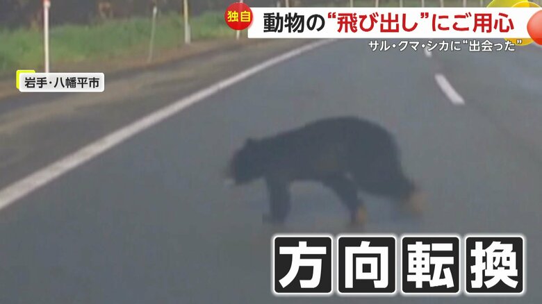 横断歩道を全速力で通り過ぎるサル、道路を右へと左へと“フェイント”を繰り出すクマ、立て続けに3匹のシカに遭遇　動物の“飛び出し”にご用心｜FNNプライムオンライン
