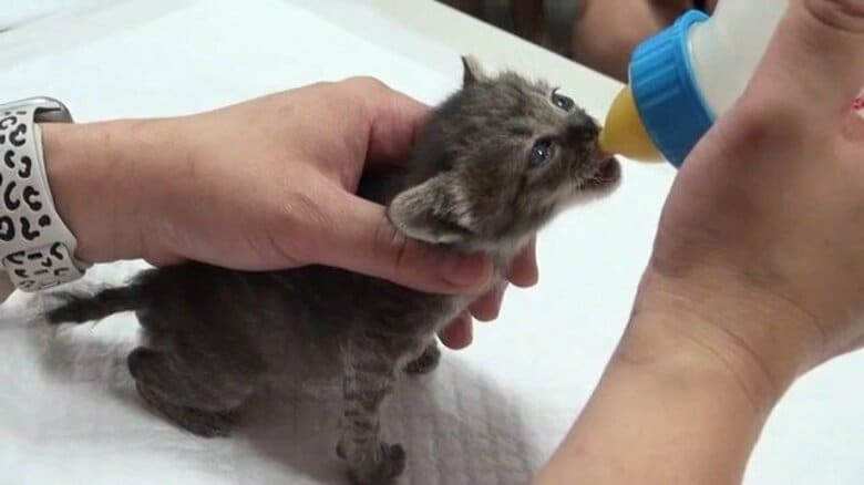 野良猫問題に自治体が本腰　「手術すれば一代限りの命」　霧島市の野良猫対策「ＴＮＲ」が全国モデルに　市職員が捕獲器まで設置【鹿児島】｜FNNプライムオンライン