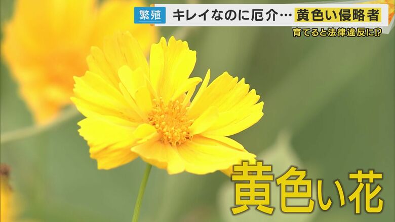 その黄色い花 美しくも危険な「侵略者」道路沿いや公園にも…あちこちに咲く”オオキンケイギク”の脅威｜FNNプライムオンライン