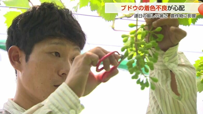 5日連続真夏日の富山 ブドウの色づきに黄信号 「やれることを精一杯やる」農家は収穫に不安｜FNNプライムオンライン