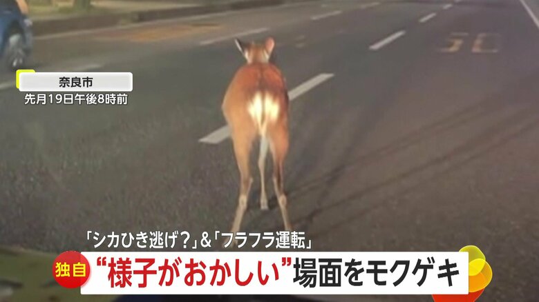 【独自】「様子がおかしい」道路に立ち尽くす流血したシカ、高齢者運転の車がフラフラあわや正面衝突｜FNNプライムオンライン