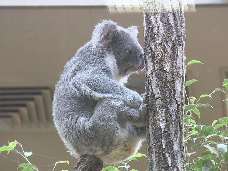 コアラの餌だけで年間6000万円…東山動植物園がふるさと納税型のクラファン開始 返礼品にはレアグッズも|FNNプライムオンライン