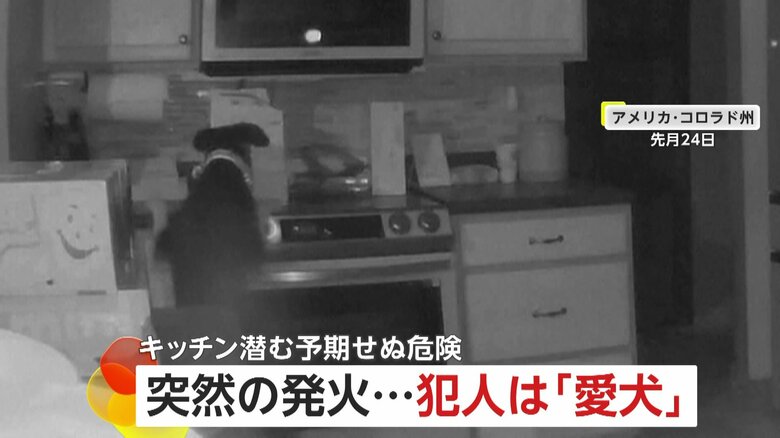 真夜中のキッチンで出火…“犯人”は愛犬　“もふもふプッシュ”ペットによる火災は日本でも｜FNNプライムオンライン