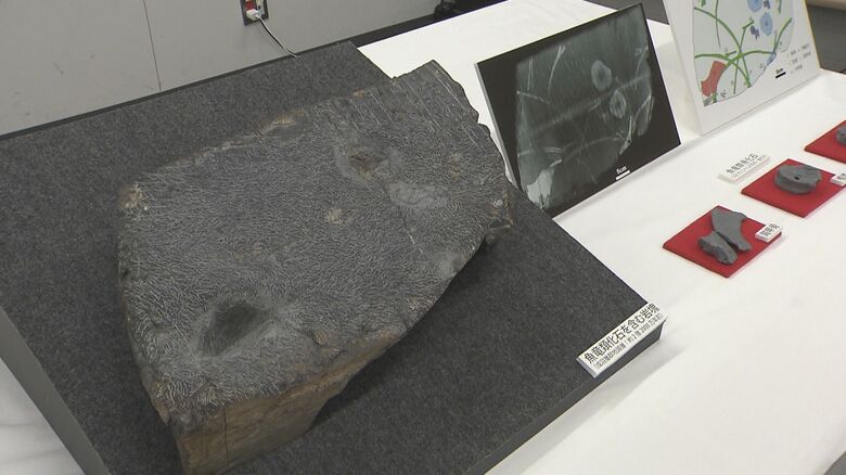 国内２例目！約２億２０００万年前の“海のハ虫類”「魚竜」の化石が岡山市の大学で期間限定で特別公開｜FNNプライムオンライン