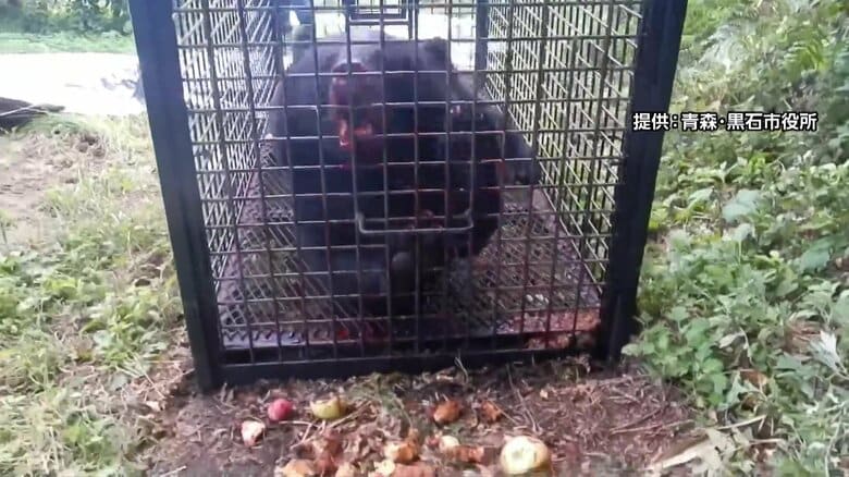 「赤字膨らむ」クマ捕獲の報酬めぐり東北の自治体75%が“交付金の増額”求める…自治体によって報酬額に大きな差も　FNN調査｜FNNプライムオンライン