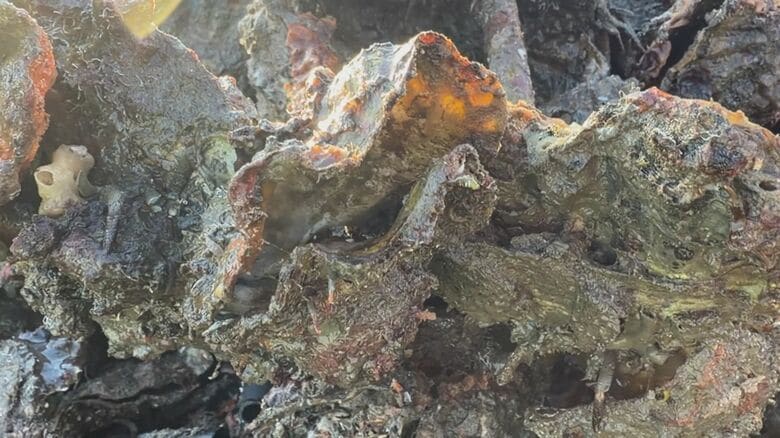 養殖カキの大量死問題　2026年１月以降は「へい死（大量死）」確認なし　広島｜FNNプライムオンライン