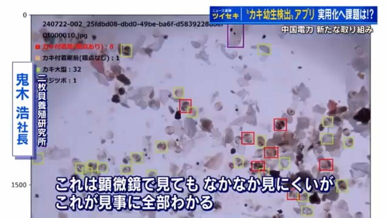 カキ養殖の切り札となるか　カキの赤ちゃん“幼生”を見つけるアプリ　顕微鏡が不要に　中国電力が広島で実証試験｜FNNプライムオンライン