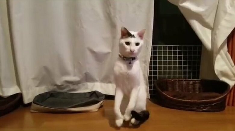 前足をスッと上げて…