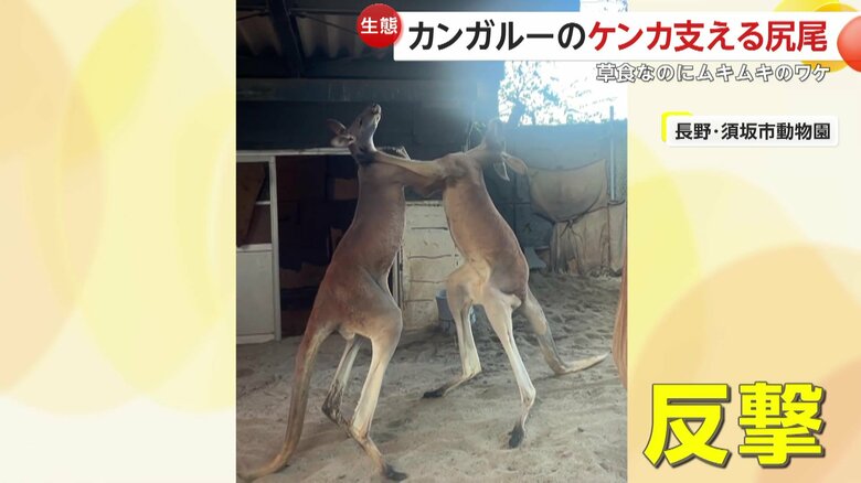 マッチも反撃し始め、2匹の激しい蹴り合いに発展していった