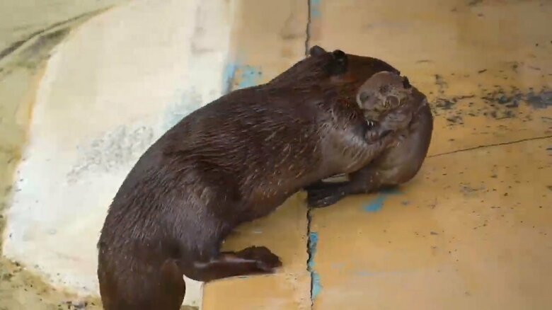 画像提供：甲府市遊亀公園附属動物園