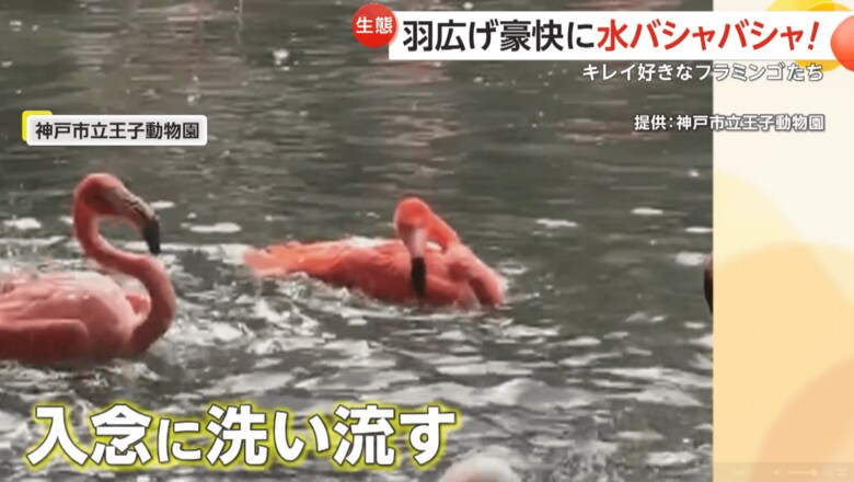 体に水をかけたり長い首で水をすくって背中にかけるなど、入念に体を洗い流していたフラミンゴたち